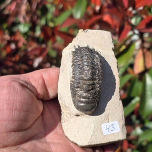Echter Trilobit auf Muttergestein - Fossil aus Marokko – ca. 350 Mio. J., handpräpariert 9x5x4cm Nr. 43 in Hand.