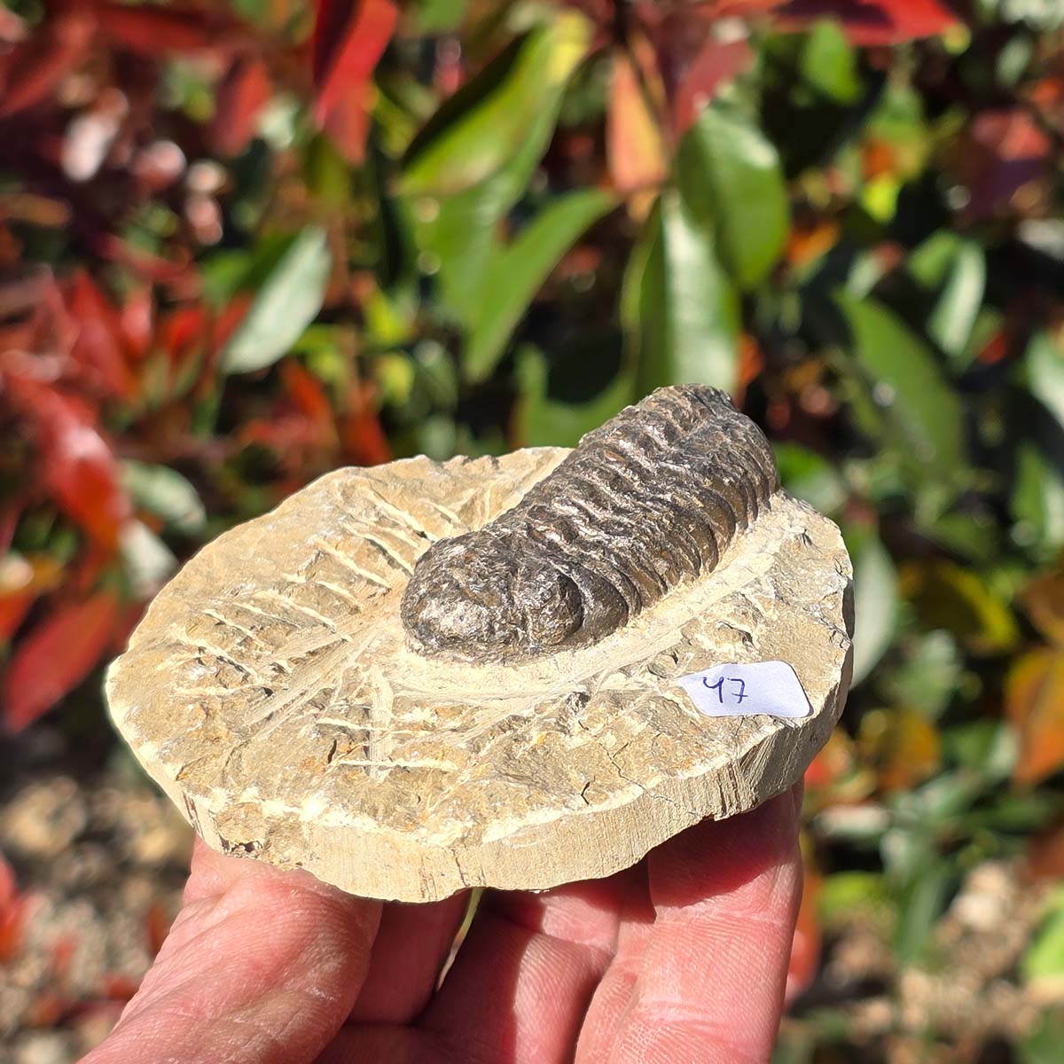 Echter Trilobit auf Muttergestein - Fossil aus Marokko – ca. 350 Mio. J., handpräpariert 9x8x3cm Nr. 47.