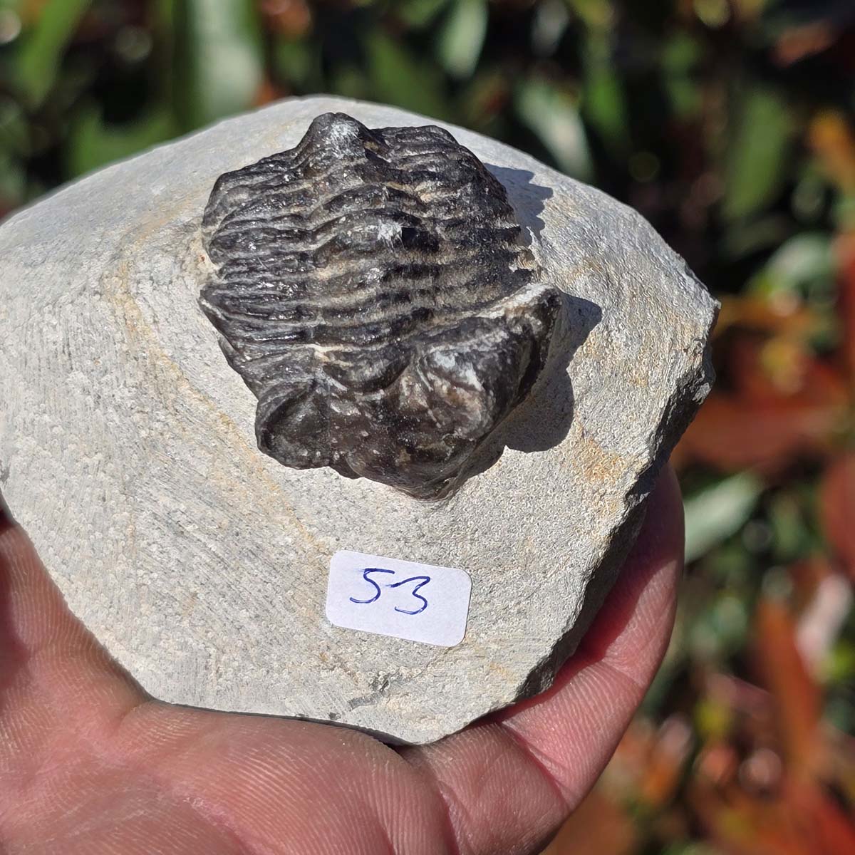 Echter Trilobit auf Muttergestein - Fossil aus Marokko – ca. 350 Mio. J., handpräpariert 8x7x5cm Nr. 53.