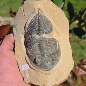 Echter Trilobit auf Muttergestein - Fossil aus Marokko – ca. 350 Mio. J., handpräpariert 14x10x6cm Nr. 8.