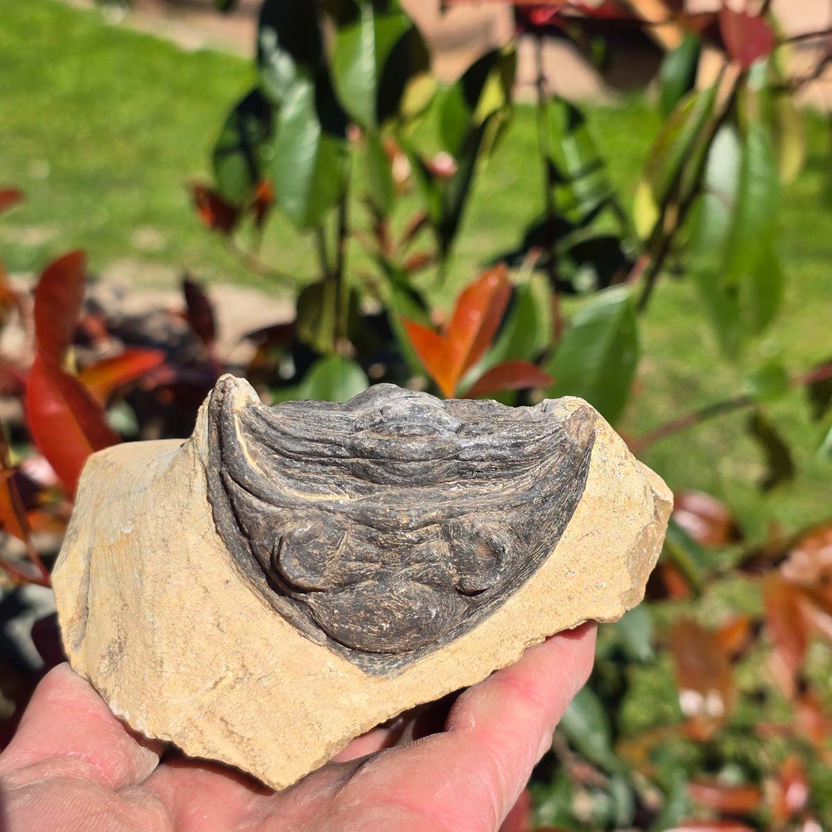Echter Trilobit auf Muttergestein - Fossil aus Marokko – ca. 350 Mio. J., handpräpariert 11x10x5cm Nr. 15.
