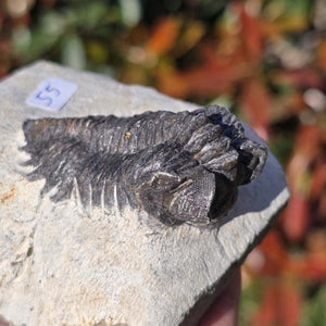 Echter Trilobit auf Muttergestein - Fossil aus Marokko – ca. 350 Mio. J., handpräpariert 8x7x5cm Nr. 55