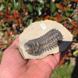 Echter Trilobit auf Muttergestein - Fossil aus Marokko – ca. 350 Mio. J., handpräpariert 10x7x5cm Nr. 42.