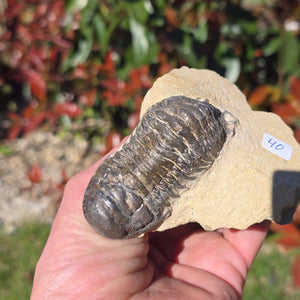 Echter Trilobit auf Muttergestein - Fossil aus Marokko – ca. 350 Mio. J., handpräpariert 8x10x4cm Nr. 40