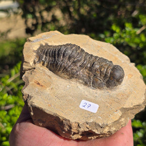 Echter Trilobit auf Muttergestein - Fossil aus Marokko – ca. 350 Mio. J., handpräpariert 11x10x5cm Nr. 27