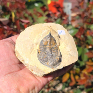 Echter Trilobit auf Muttergestein - Fossil aus Marokko – ca. 350 Mio. J., handpräpariert 9x9x5cm Nr. 31 in Hand.