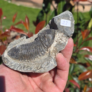 Echter Trilobit auf Muttergestein - Fossil aus Marokko – ca. 350 Mio. J., handpräpariert 11x7x4cm Nr. 22
