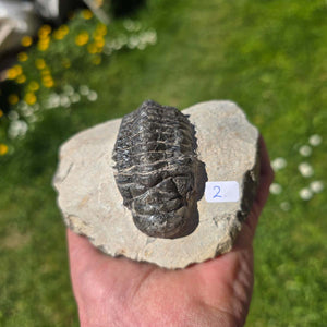 Echter Trilobit auf Muttergestein - Fossil aus Marokko – ca. 350 Mio. J., handpräpariert 10x9x6cm Nr. 2
