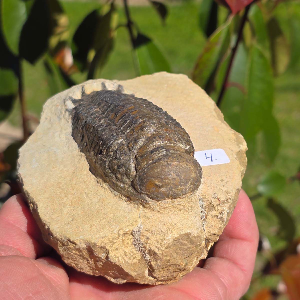Echter Trilobit auf Muttergestein - Fossil aus Marokko – ca. 350 Mio. J., handpräpariert 11x9x5cm Nr. 4