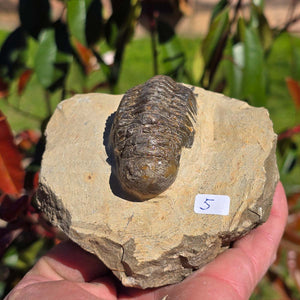 Echter Trilobit auf Muttergestein - Fossil aus Marokko – ca. 350 Mio. J., handpräpariert 12x10x7cm Nr. 5