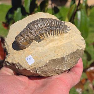 Echter Trilobit auf Muttergestein - Fossil aus Marokko – ca. 350 Mio. J., handpräpariert 12x10x7cm Nr. 5