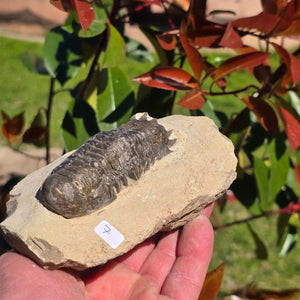 Echter Trilobit auf Muttergestein - Fossil aus Marokko – ca. 350 Mio. J., handpräpariert 13x8x6cm Nr. 7