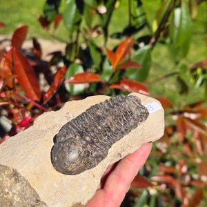 Echter Trilobit auf Muttergestein - Fossil aus Marokko – ca. 350 Mio. J., handpräpariert 14x7x6cm Nr. 13