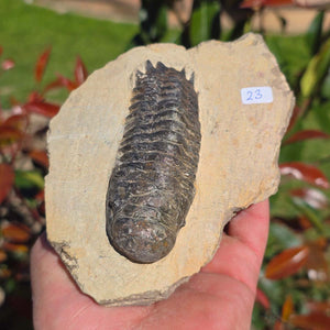 Echter Trilobit auf Muttergestein - Fossil aus Marokko – ca. 350 Mio. J., handpräpariert 14x9x4cm Nr. 23