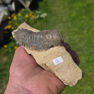 Echter Trilobit auf Muttergestein - Fossil aus Marokko – ca. 350 Mio. J., handpräpariert 15x5x6cm Nr. 3, exquisite Details sichtbar.