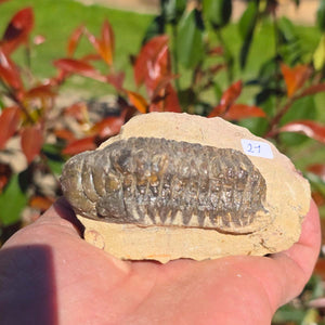 Echter Trilobit auf Muttergestein - Fossil aus Marokko – ca. 350 Mio. J., handpräpariert 10x6x5cm Nr. 21.