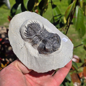 Echter Trilobit auf Muttergestein - Fossil aus Marokko – ca. 350 Mio. J., handpräpariert 11x8x6cm Nr. 10.
