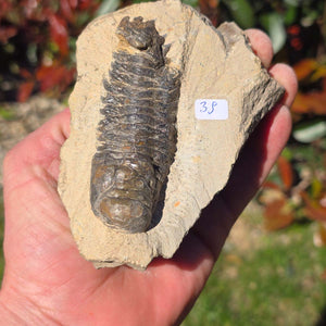 Echter Trilobit auf Muttergestein - Fossil aus Marokko – ca. 350 Mio. J., handpräpariert 11x8x5cm Nr. 39