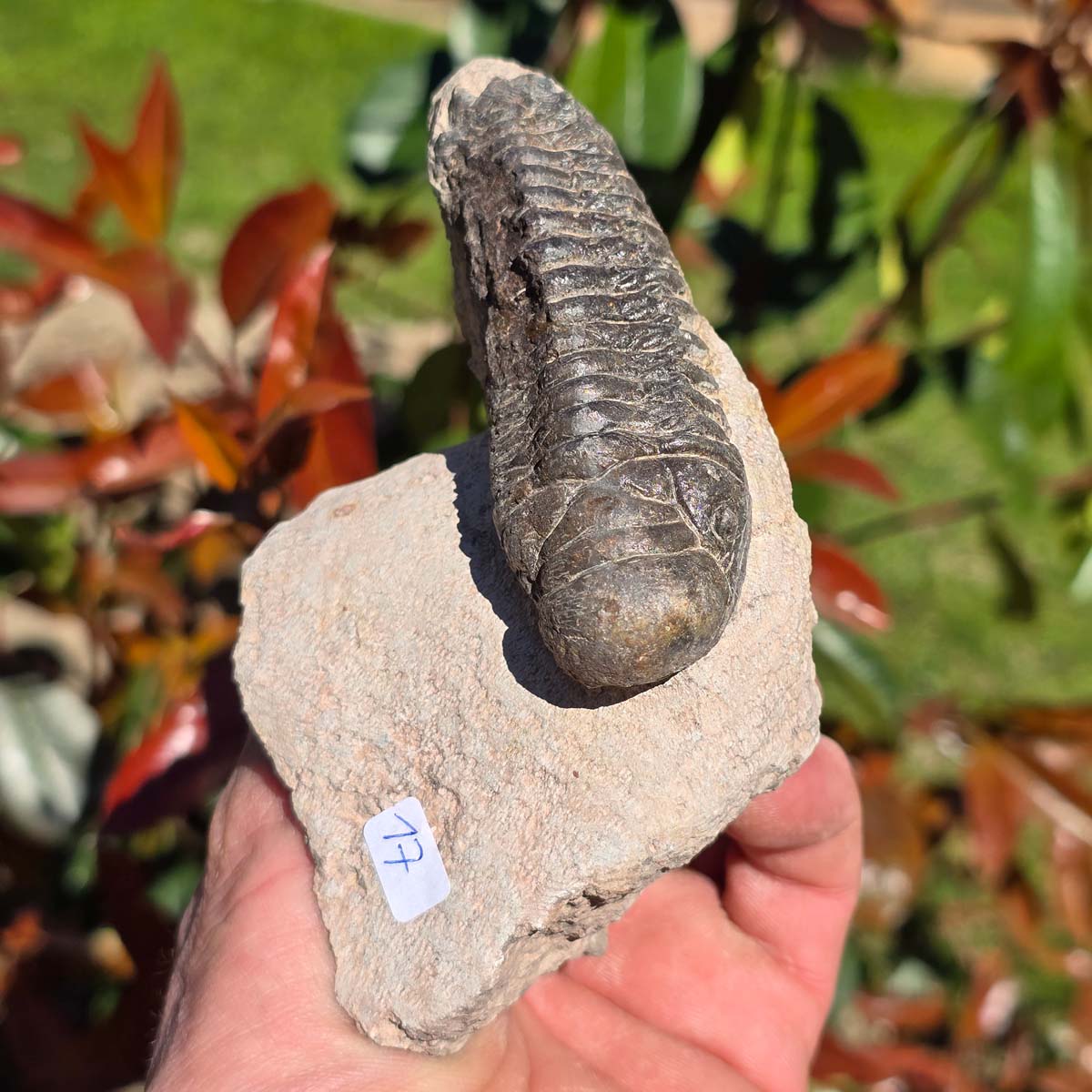 Echter Trilobit auf Muttergestein - Fossil aus Marokko – ca. 350 Mio. J., handpräpariert 10x6x7cm Nr. 17.