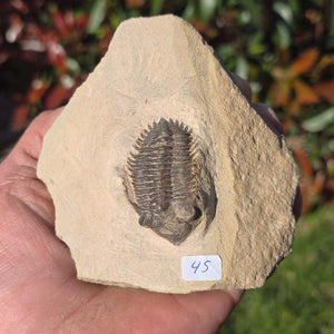 Echter Trilobit auf Muttergestein - Fossil aus Marokko – ca. 350 Mio. J., handpräpariert 10x10x5cm Nr. 45.