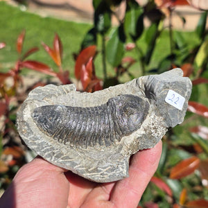 Echter Trilobit auf Muttergestein - Fossil aus Marokko – ca. 350 Mio. J., handpräpariert 11x7x4cm Nr. 22.