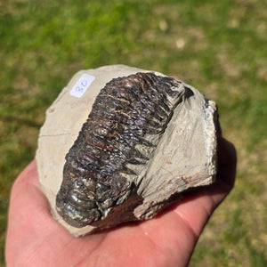 Echter Trilobit auf Muttergestein - Fossil aus Marokko – ca. 350 Mio. J., handpräpariert 10x7x4cm Nr. 30