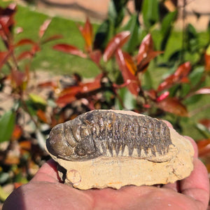 Echter Trilobit auf Muttergestein - Fossil aus Marokko – ca. 350 Mio. J., handpräpariert 10x6x5cm Nr. 21 in der Hand.