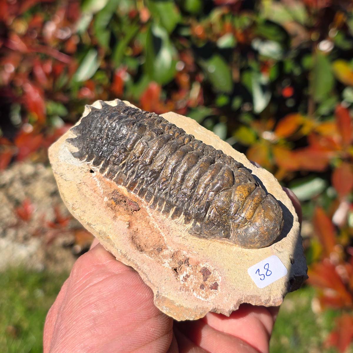 Echter Trilobit auf Muttergestein - Fossil aus Marokko – ca. 350 Mio. J., handpräpariert 11x7x5cm Nr. 38