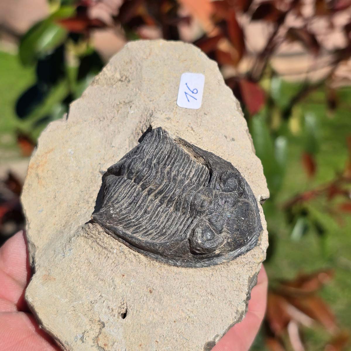 Echter Trilobit auf Muttergestein - Fossil aus Marokko – ca. 350 Mio. J., handpräpariert 12x9x5cm Nr. 16.
