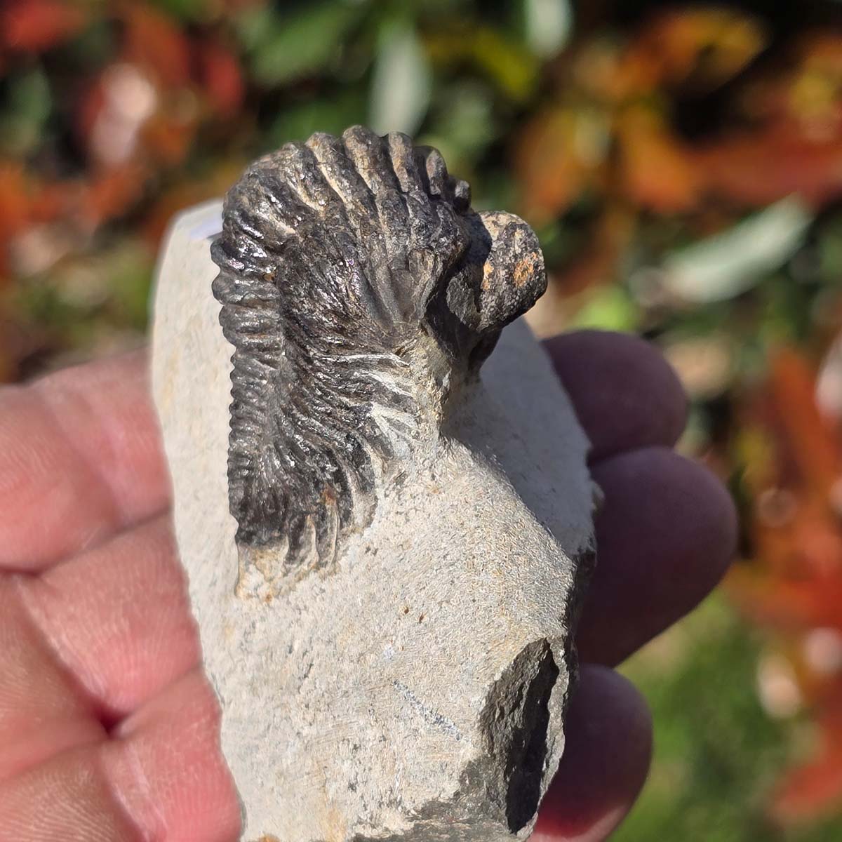 Echter Trilobit auf Muttergestein - Fossil aus Marokko – ca. 350 Mio. J., handpräpariert 9x4x5cm Nr. 52.