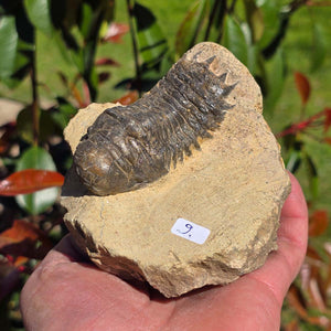 Echter Trilobit auf Muttergestein - Fossil aus Marokko – ca. 350 Mio. J., handpräpariert 11x10x6cm Nr. 9.