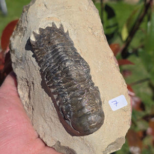 Echter Trilobit auf Muttergestein - Fossil aus Marokko – ca. 350 Mio. J., handpräpariert 13x8x6cm Nr. 7