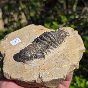 Echter Trilobit auf Muttergestein - Fossil aus Marokko – ca. 350 Mio. J., handpräpariert 11x10x5cm Nr. 27
