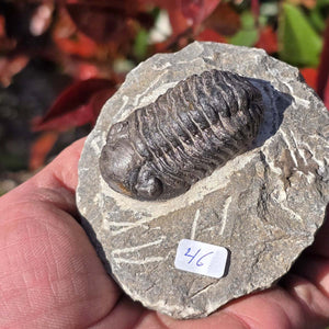 Echter Trilobit auf Muttergestein - Fossil aus Marokko – ca. 350 Mio. J., handpräpariert 8x8x4cm Nr. 46.