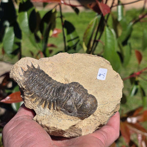 Echter Trilobit auf Muttergestein - Fossil aus Marokko – ca. 350 Mio. J., handpräpariert 11x10x6cm Nr. 9
