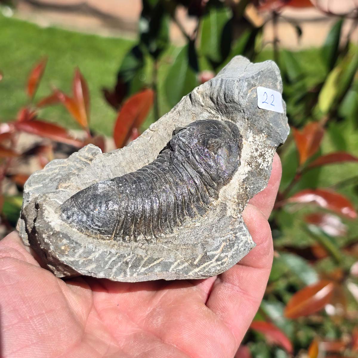 Echter Trilobit auf Muttergestein - Fossil aus Marokko – ca. 350 Mio. J., handpräpariert 11x7x4cm Nr. 22