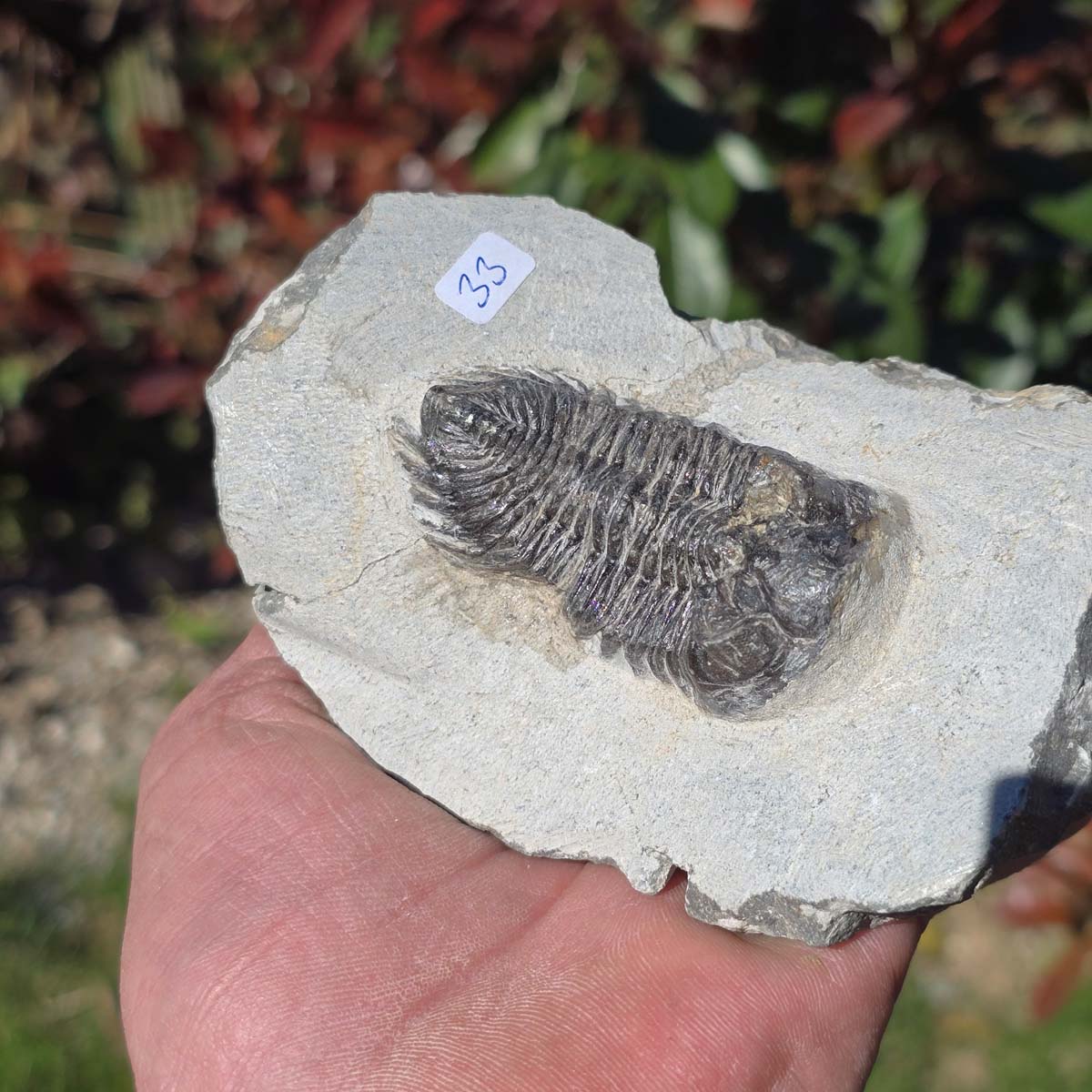 Echter Trilobit auf Muttergestein - Fossil aus Marokko – ca. 350 Mio. J., handpräpariert 12x8x5cm Nr. 33