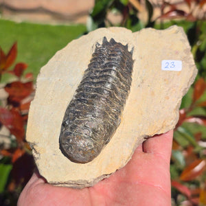 Echter Trilobit auf Muttergestein - Fossil aus Marokko – ca. 350 Mio. J., handpräpariert 14x9x4cm Nr. 23