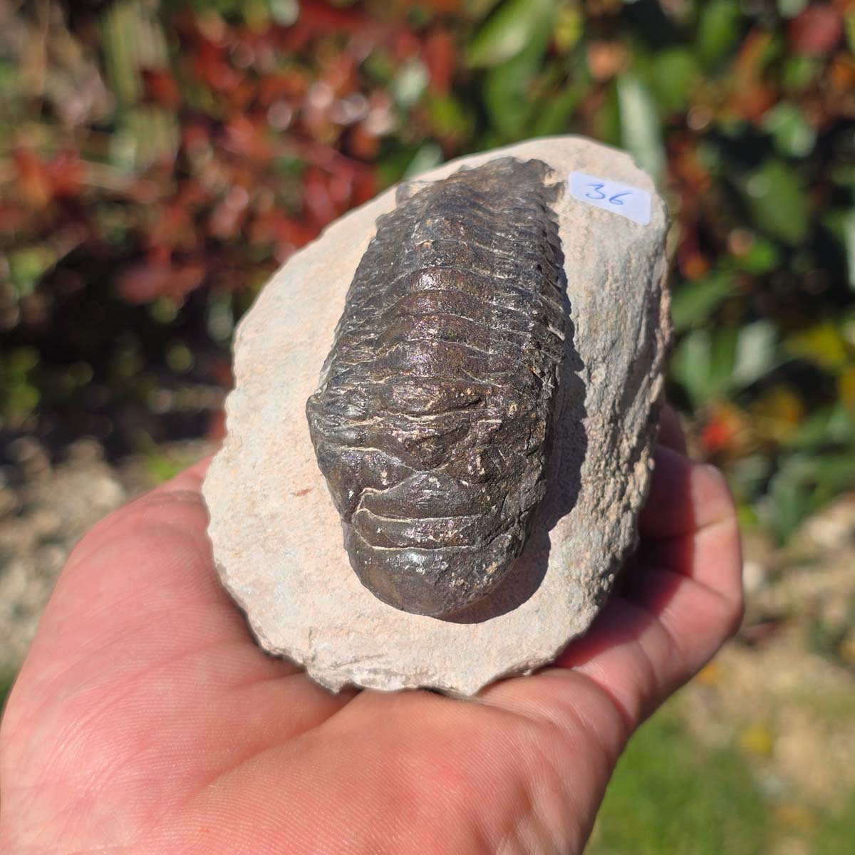 Echter Trilobit auf Muttergestein - Fossil aus Marokko – ca. 350 Mio. J., handpräpariert 10x7x6cm Nr. 36