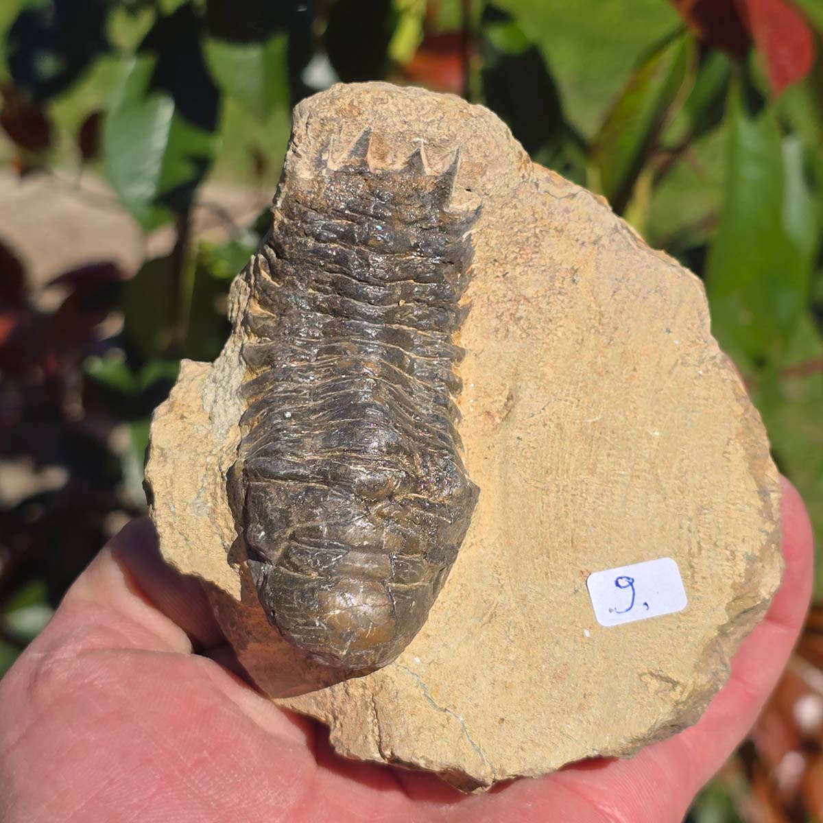 Echter Trilobit auf Muttergestein - Fossil aus Marokko – ca. 350 Mio. J., handpräpariert 11x10x6cm Nr. 9.