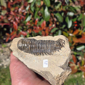 Echter Trilobit auf Muttergestein - Fossil aus Marokko – ca. 350 Mio. J., handpräpariert 11x8x5cm Nr. 39.