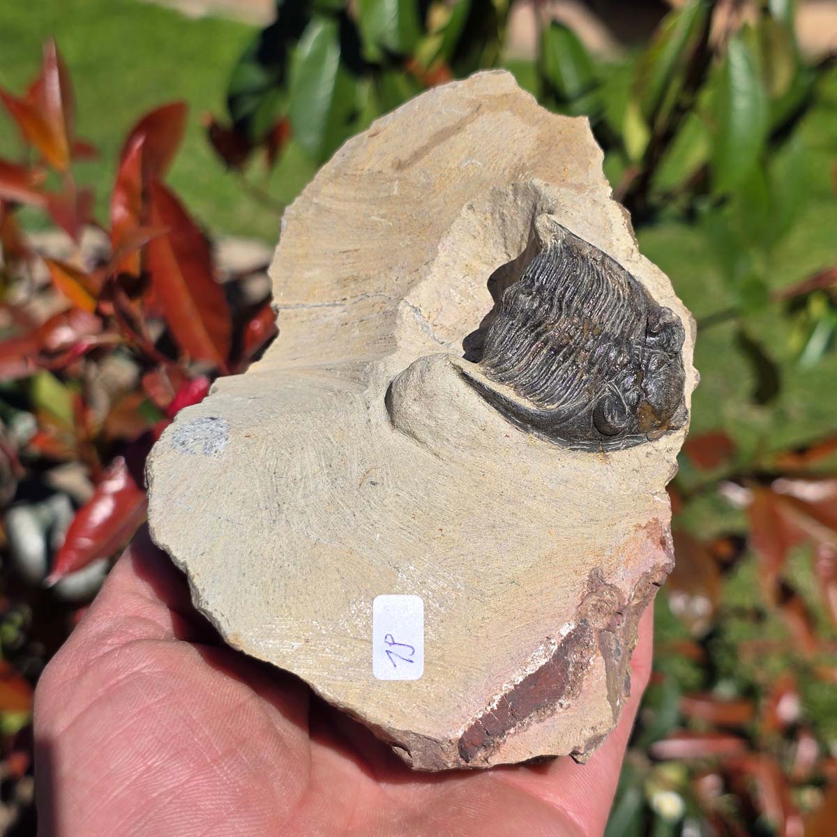 Echter Trilobit auf Muttergestein - Fossil aus Marokko – ca. 350 Mio. J., handpräpariert 13x8x9cm Nr. 19