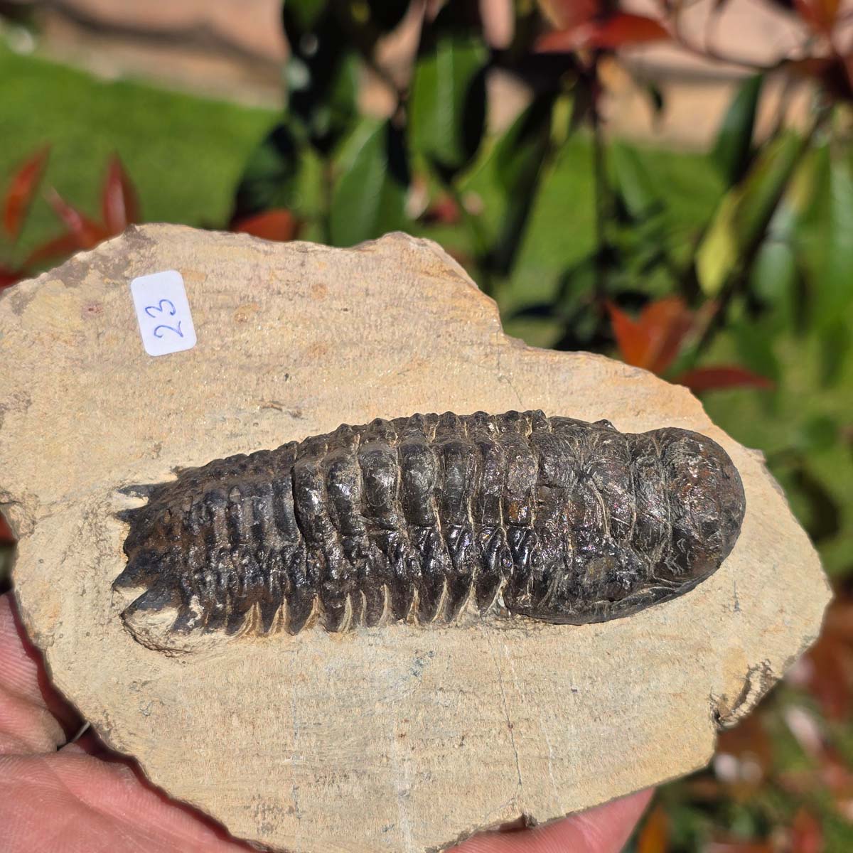 Echter Trilobit auf Muttergestein - Fossil aus Marokko – ca. 350 Mio. J., handpräpariert 14x9x4cm Nr. 23