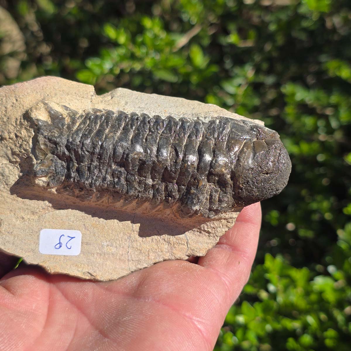 Echter Trilobit auf Muttergestein - Fossil aus Marokko – ca. 350 Mio. J., handpräpariert 11x7x5cm Nr. 29