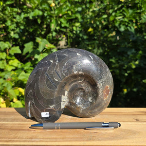 Geschliffene Schnecke mit Ammoniten und Orthoceras – 17x14 cm - Fossilienkunst aus Marokko - Nr. 76