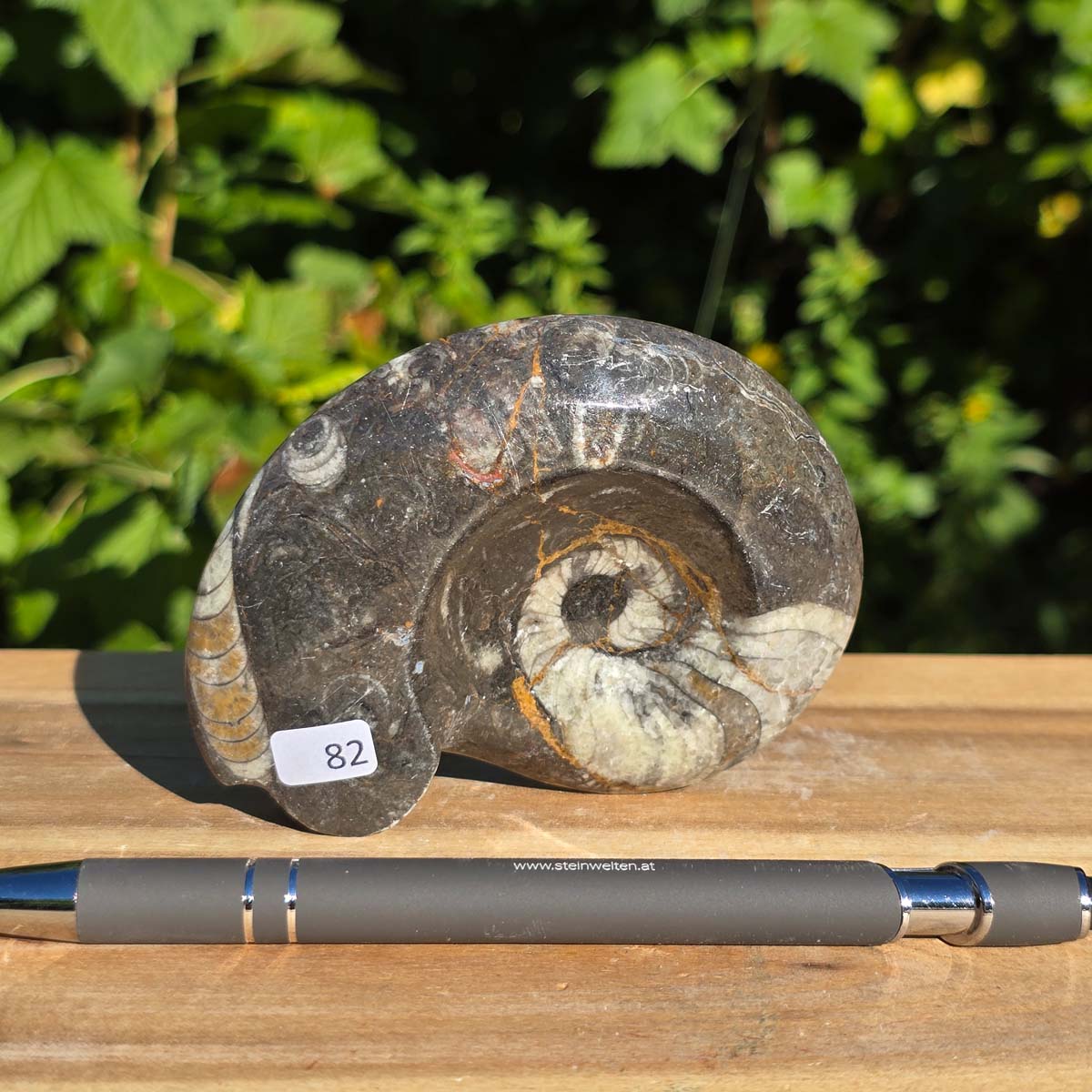 Geschliffene Schnecke mit Ammoniten und Orthoceras – 9x7 cm - Fossilienkunst aus Marokko - Nr. 110