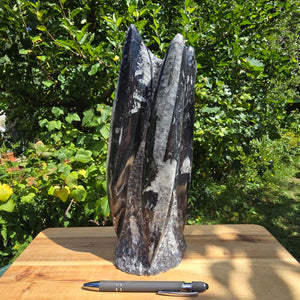 Geschliffene Freiform (Turm) mit Ammoniten und Orthoceras – 30x11x10cm - Nr. 58