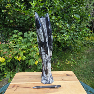 Geschliffene Freiform (Turm) mit Ammoniten und Orthoceras – 35x8x8cm - Nr. 55