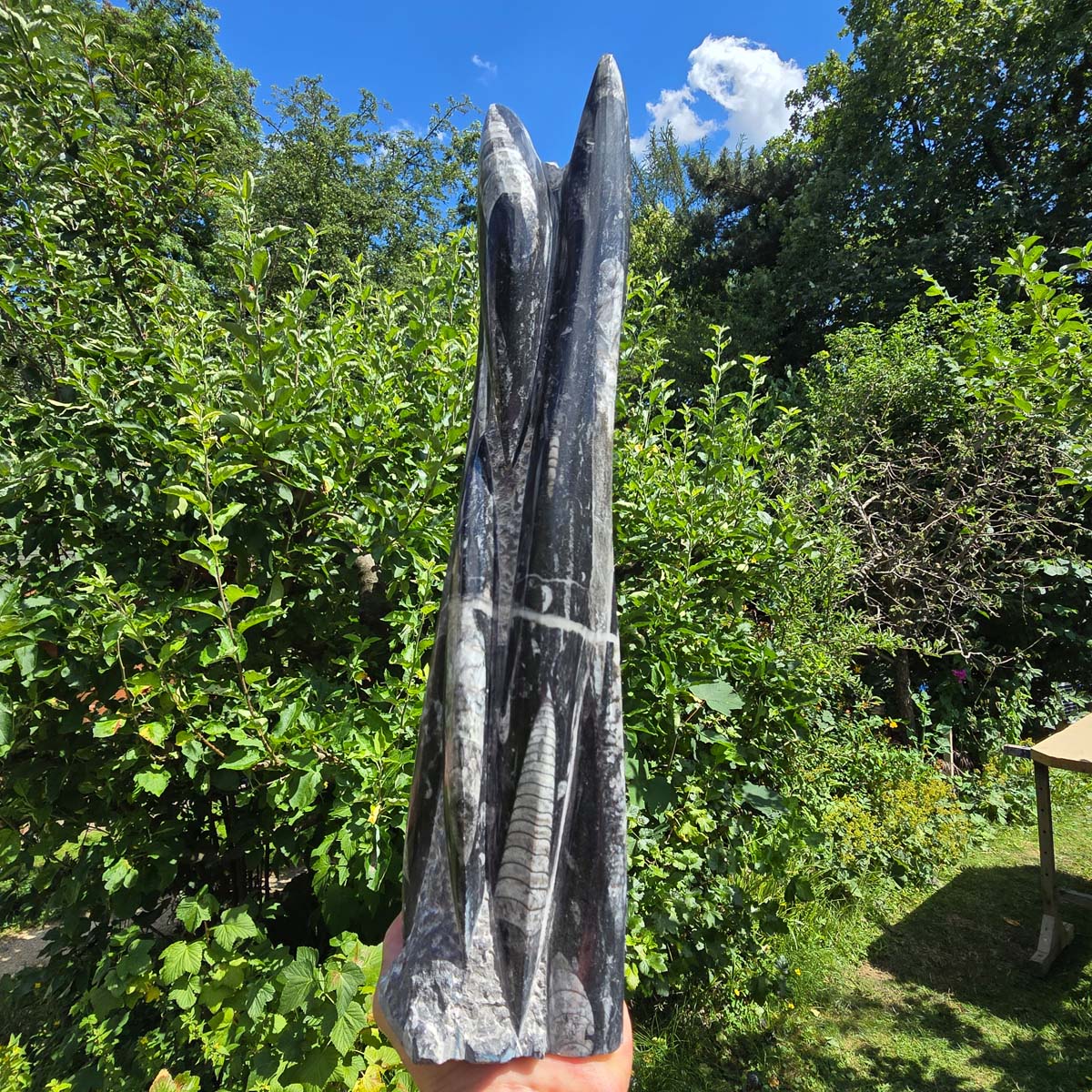 Geschliffene Freiform (Turm) mit Ammoniten und Orthoceras – 37x10x10cm - Nr. 57