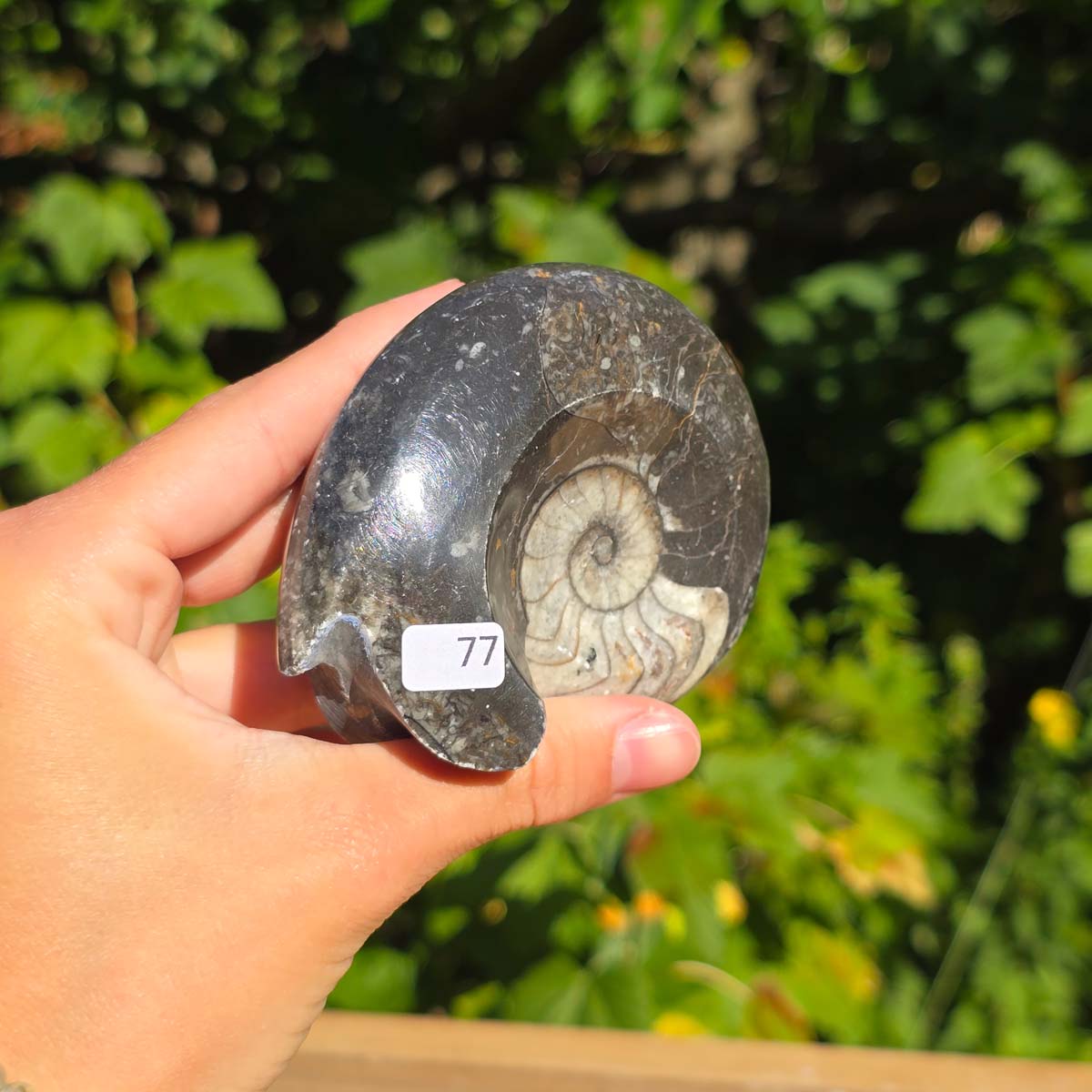 Geschliffene Schnecke mit Ammoniten und Orthoceras – 8x7 cm - Fossilienkunst aus Marokko - Nr. 105